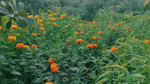 Gonda flower farm