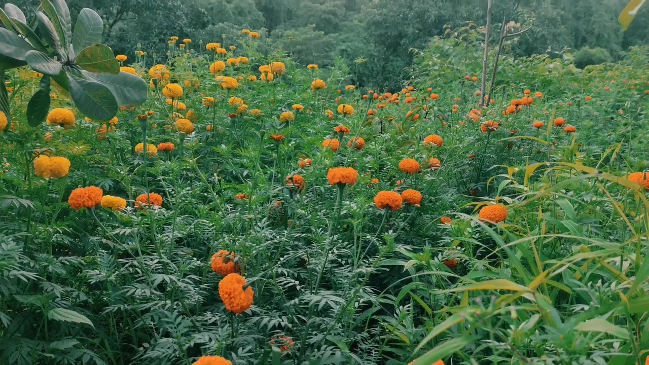 Gonda flower farm