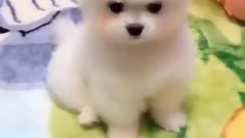 Cute puppy is spreading her attractiveness. | Funny smart dogs | 🐶😍 #Shorts