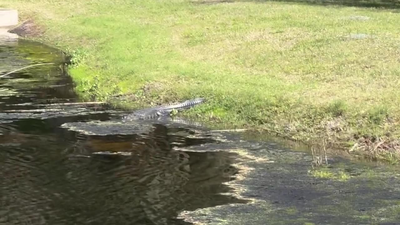 Alligator