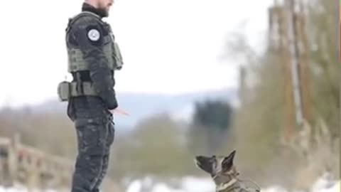 Army 🐶 dog training