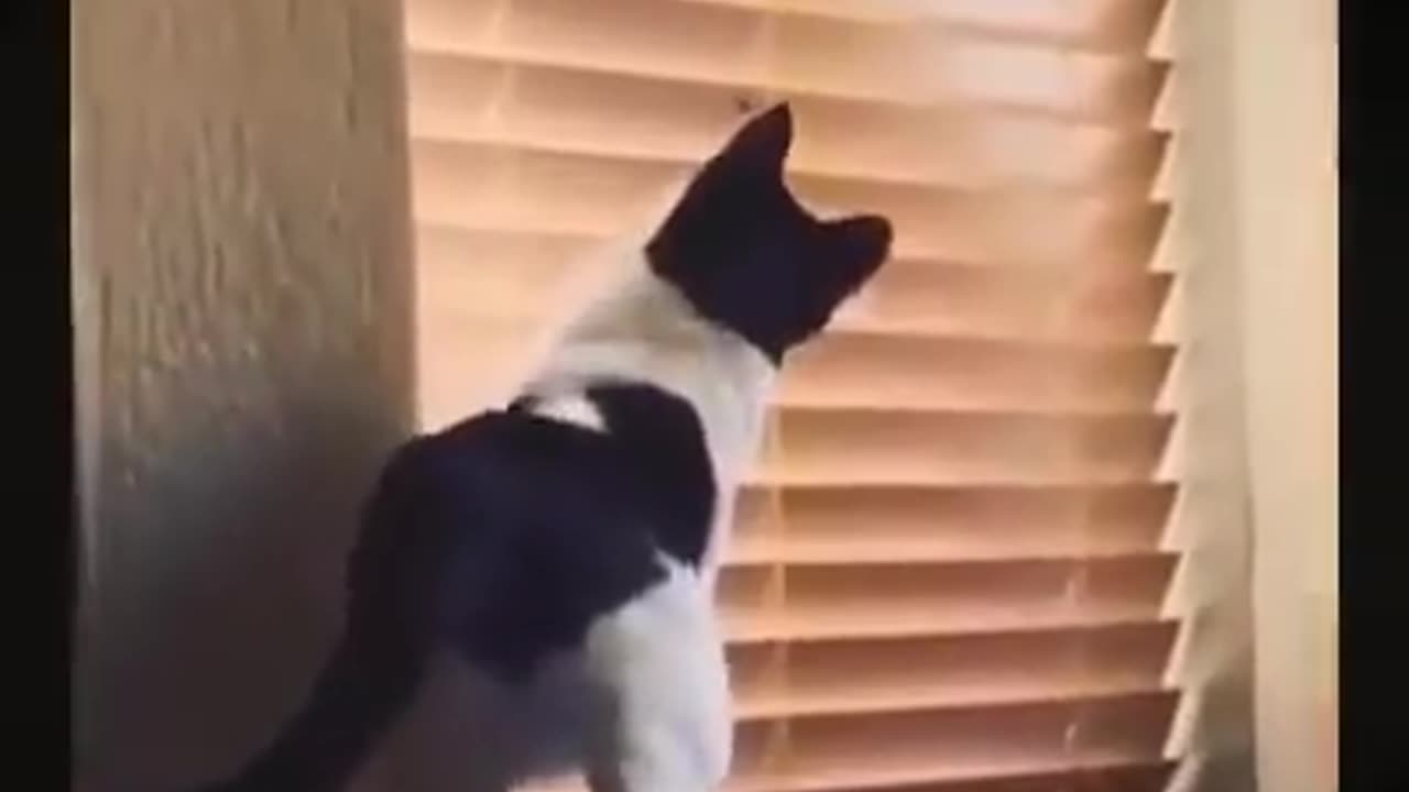 Cat and dog crazy moment videos compilation