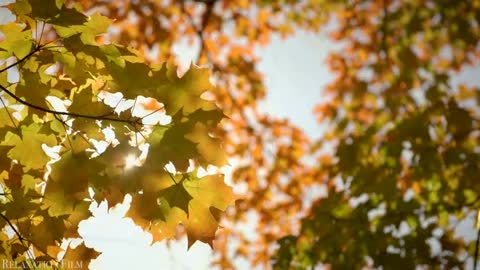 Nature ! Autumn ! 4K ! Relaxation