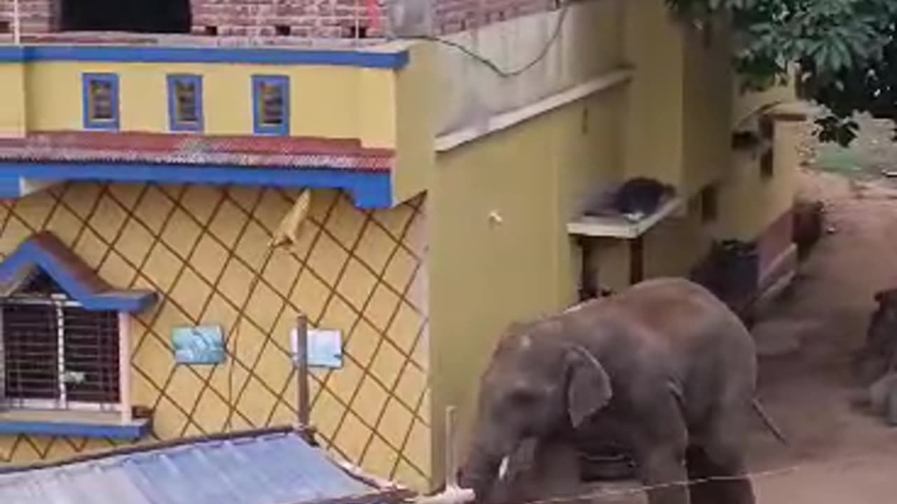 Elephant attack in village