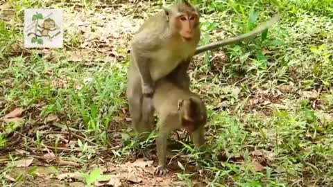 Monkeys mating goes wrong