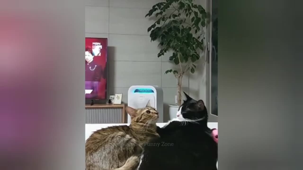 More Funny Animal Cat Videos