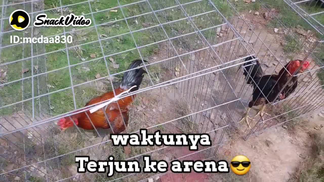 Umbaran yang baik buat ayam