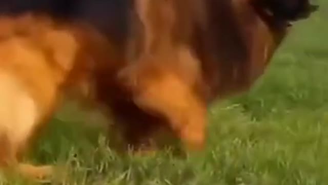doublecoatedGermanshepherddogvideo...