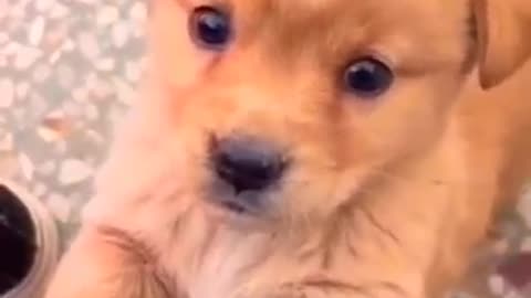 Dog funny video