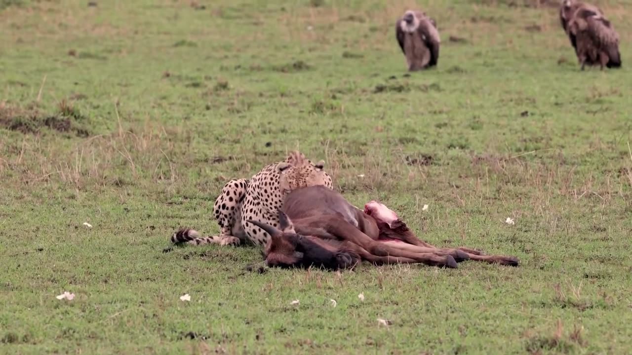 A Cheetah Hunting _ Animals _