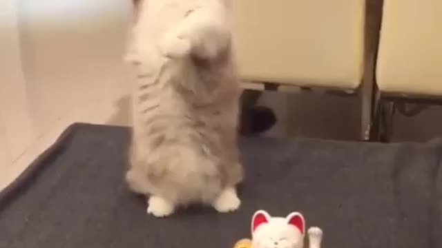 Lovely and cute cat try to do same things