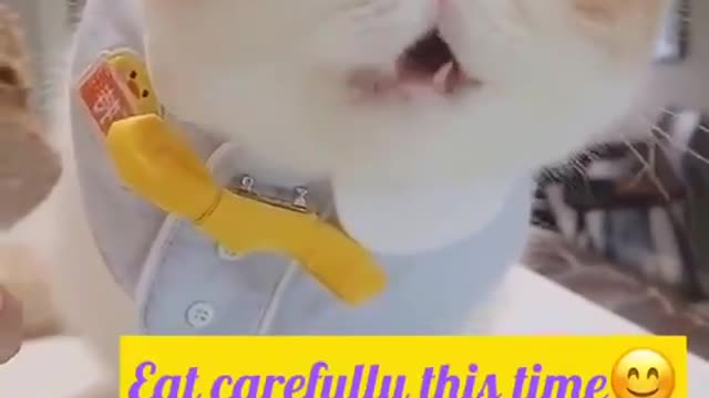 Cute cat 🐈😻