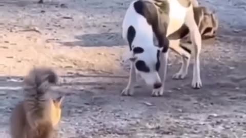 Animals short funny 😱😨