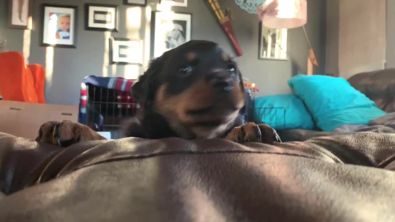 Playing Hide & Seek with Rottweiler Puppies