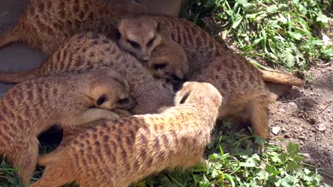 Earth Peoples Funny Cute Animal Zoo Africa 🙃🙃🙃