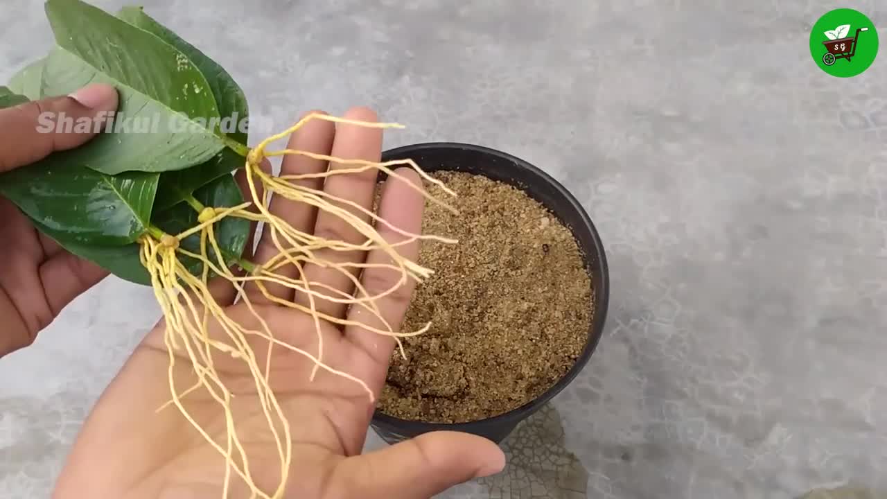 How to grow guava trees from guava leaves