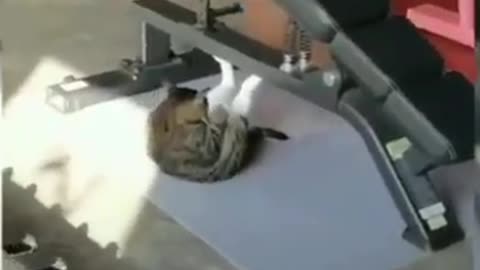 Cat funny