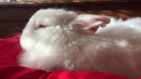 Cute bunny caressing the camera