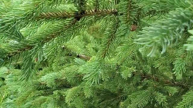 Pineapples on Spruce Trees? Aka Galls