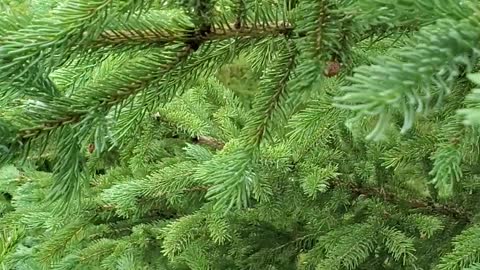 Pineapples on Spruce Trees? Aka Galls