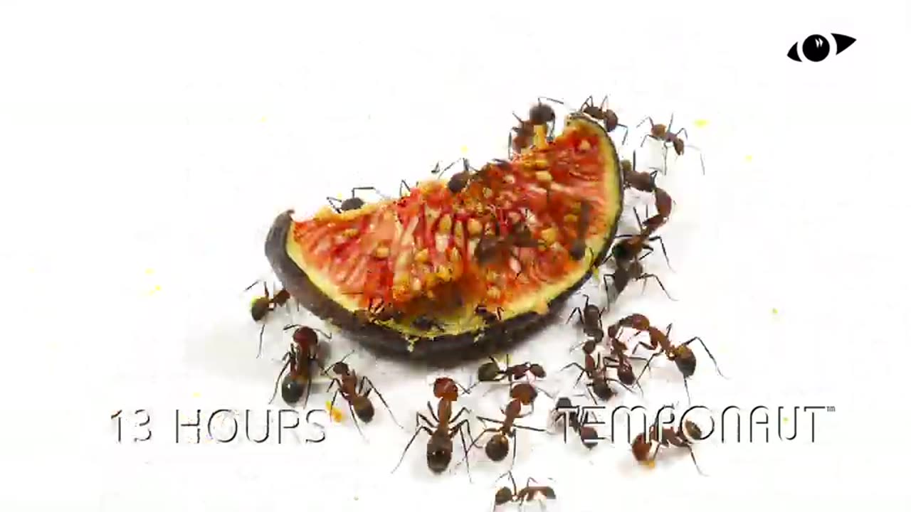 Ants vs Fig Time Lapse