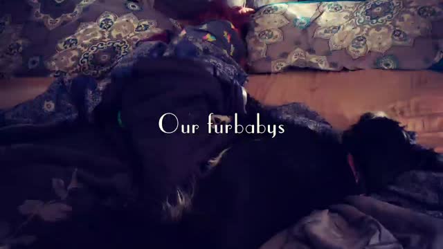 The animals life