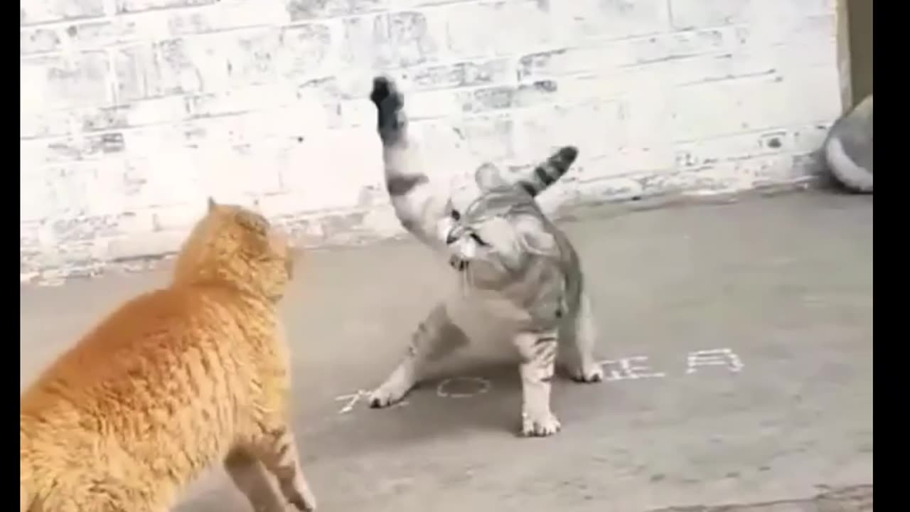 Cats fight funny moments 😂😂|| viral cat funny video | animal funny moments