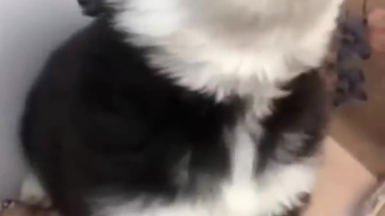 Baby Husky Howling so cute