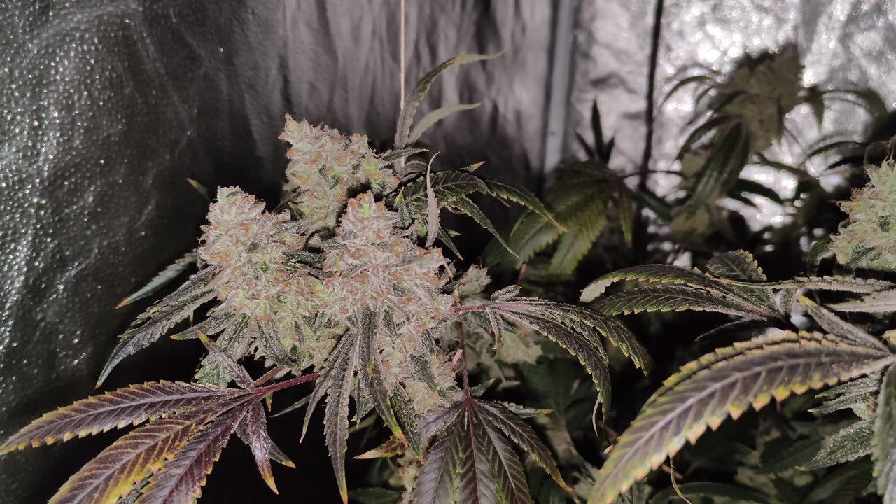 Day 63 from flip Fire OG/AR (Clones),Blackberry Hammer(Clones)Hash Run-Flush R.I.P. Roderick Tucker