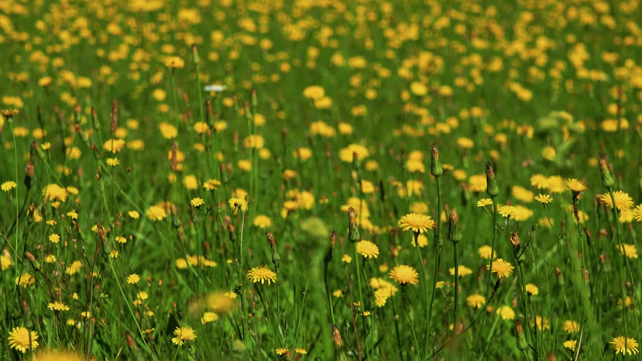 Dandelion Rubber Tires - Science News