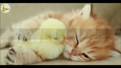 Dil Hai Chota Sa Cat What'sApp Status || NIKIEL CREATION
