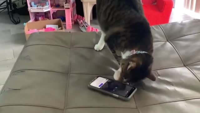 Cat Is Surprised By Cat Voice Coming From Phone