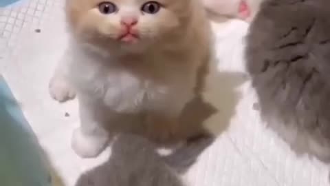 Cat Cats funny video cute cats new Cat video