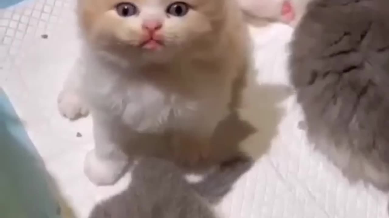 Cat Cats funny video cute cats new Cat video