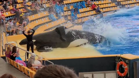 Orca show/Killer whale show