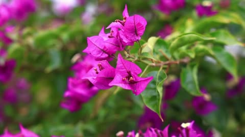 Relaxing Music | Sleeping, Meditation, Stress Relief | [6182] ⭐️