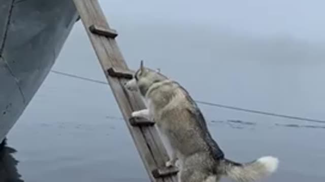 Very Impressive dog climbed a ladder in a boat