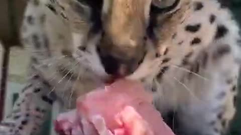 Pet Baby Leopord Purs and Growls While Feeding on Meat Pieces