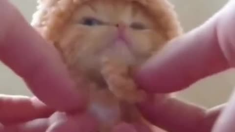 Cats video entertainment video funny video shorts videos