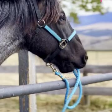 Video Trending in USA #viral