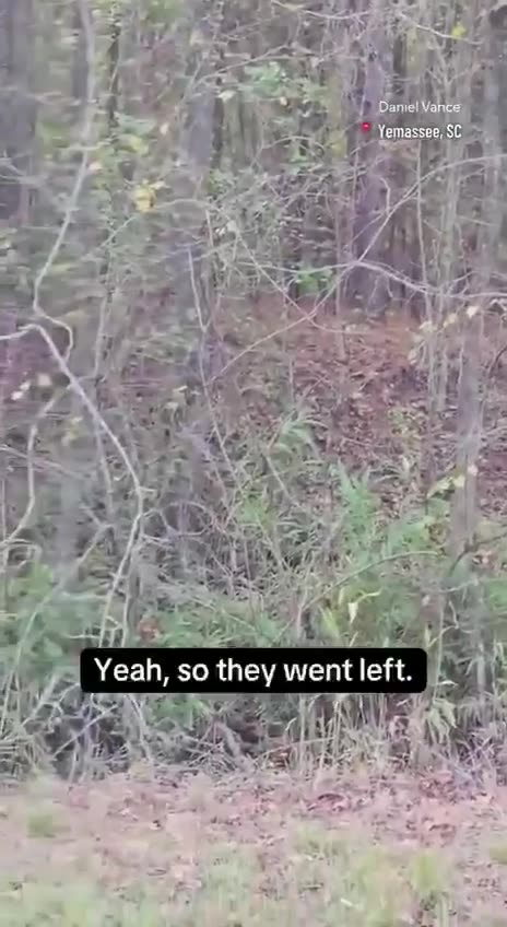 43 monkeys being used for vaccine development escaped from a lab in Yemassee, South Carolina