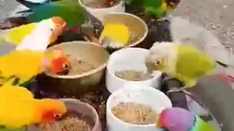 Beautiful colourful bird's