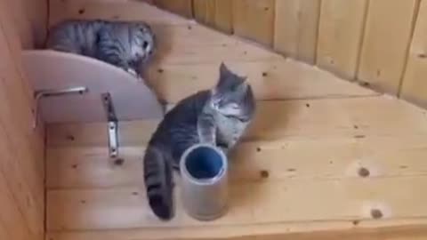 Funny 🐈 cat videos....ll