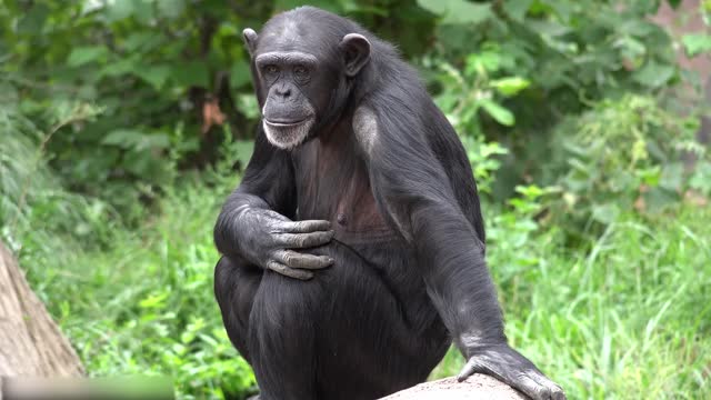 Todos os tipos de animais que vivem na floresta tropical do Brasil levam você ao mundo animal #18