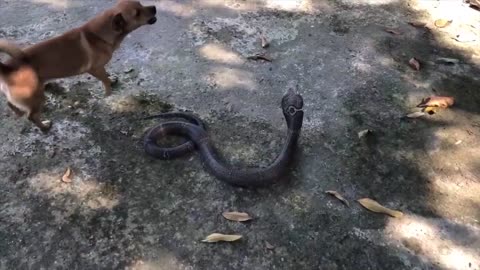 Dog vs Cobra Fight In The Compound