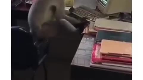 Monkey on office 🤣🤣🤣