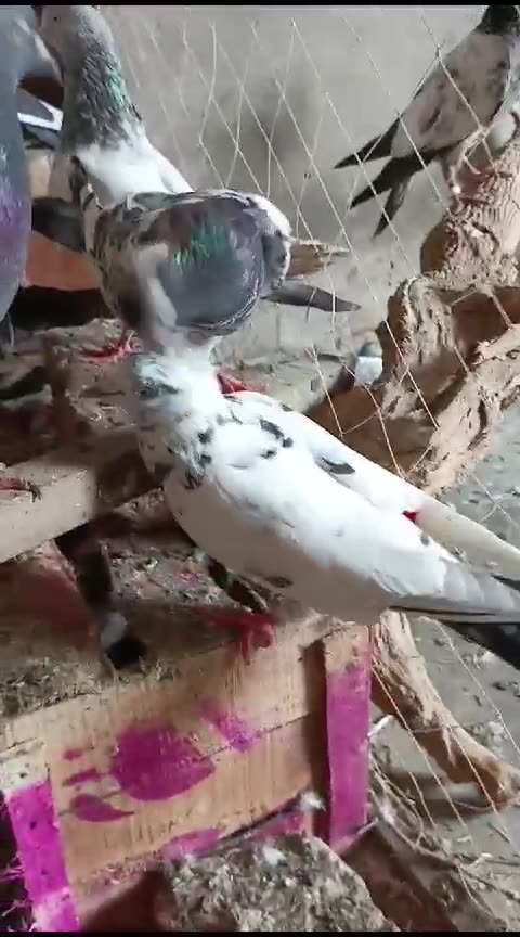Mix pigeon