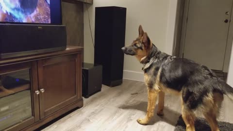 German Shepherd Howling Challenge!