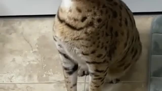 funny cats. the cat sneezes