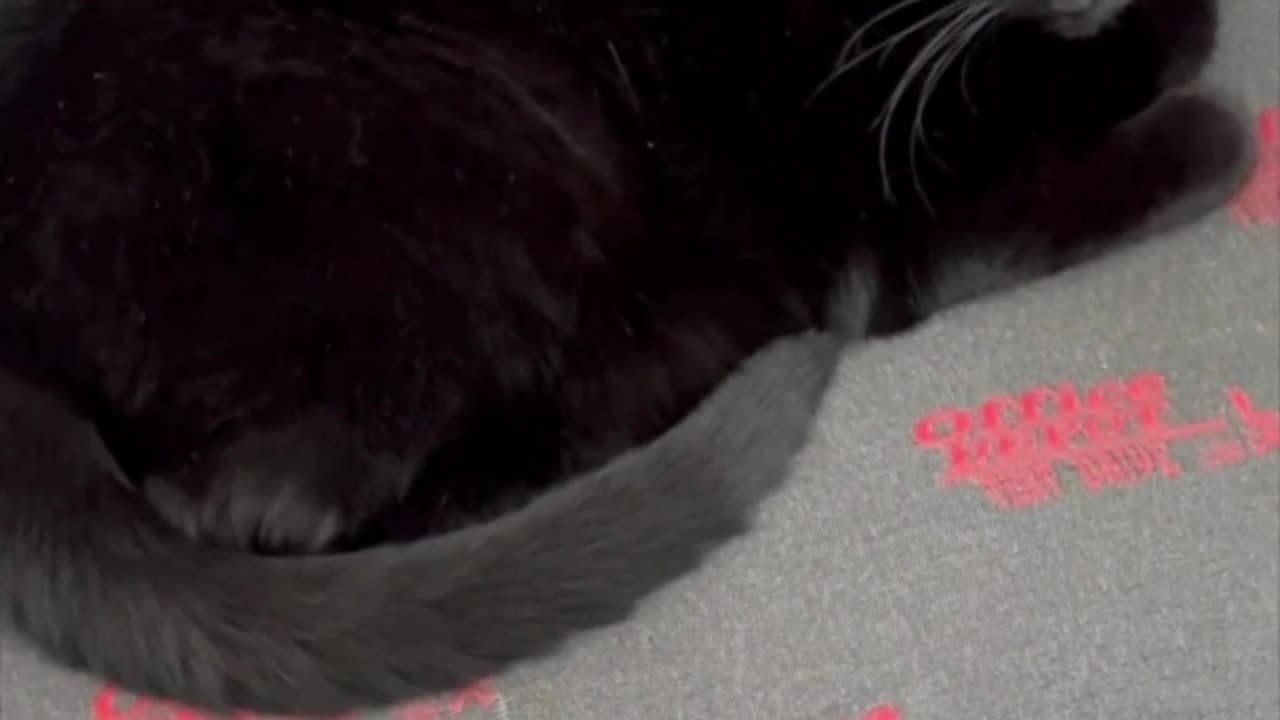 Adopting a Cat from a Shelter Vlog - Cute Precious Piper Smiles with Her Tail #shorts